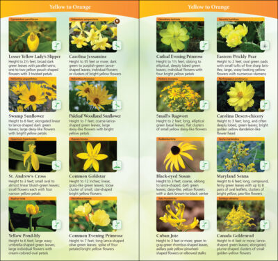 Wildflowers of the South & Southeast - Image 2