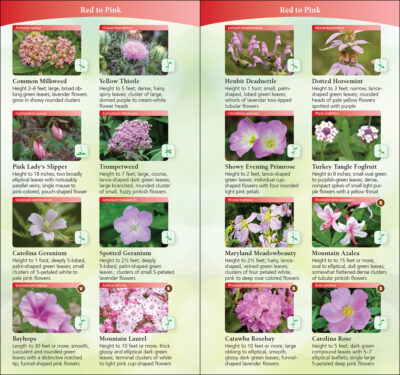 Wildflowers of the South & Southeast - Image 3