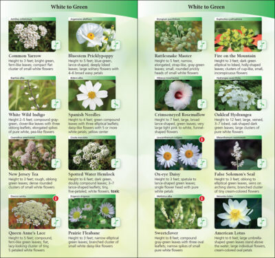 Wildflowers of the South & Southeast - Image 4