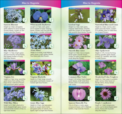 Wildflowers of the South & Southeast - Image 5