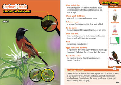 The Kids' Guide to Birds of Colorado - Image 2