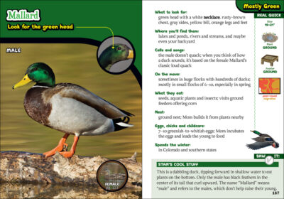 The Kids' Guide to Birds of Colorado - Image 3
