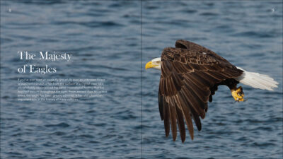 Bald Eagles - Image 2