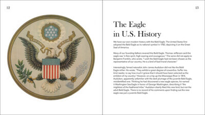 Bald Eagles - Image 4