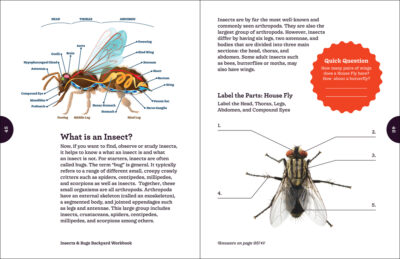 Insects & Bugs Backyard Workbook - Image 3
