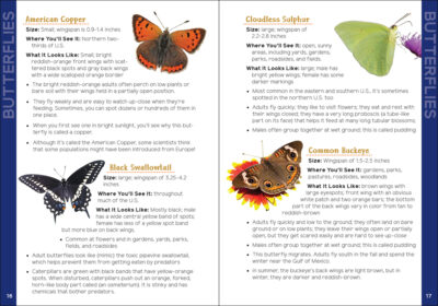 Insects & Bugs for Kids - Image 2