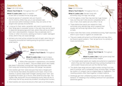 Insects & Bugs for Kids - Image 3