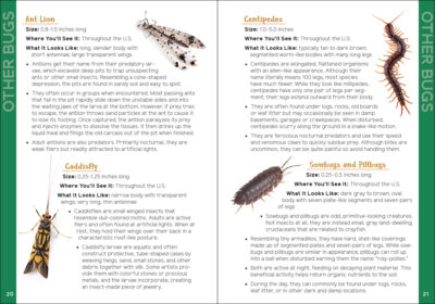 Insects & Bugs for Kids - Image 4