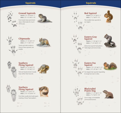 Animal Tracks of the Midwest - Image 2