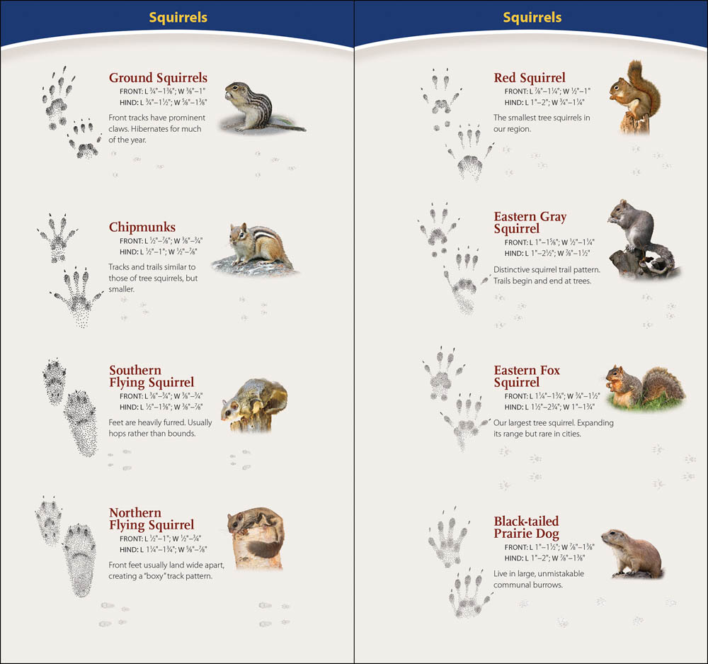 Identify Animal Tracks In Your Backyard & Beyond… - Childhood By Nature