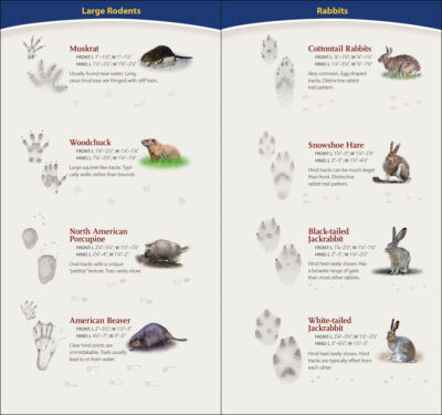 Animal Tracks of the Midwest - Image 3