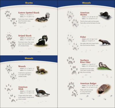 Animal Tracks of the Midwest - Image 4