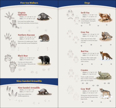 Animal Tracks of the Midwest - Image 5