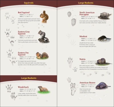 Animal Tracks of the Northeast - Image 2