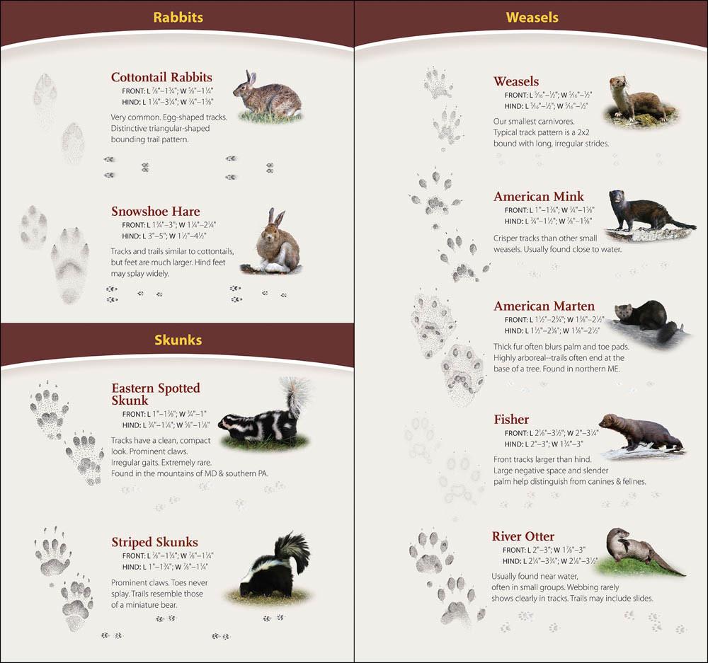 Identify Animal Tracks  Track Identification Chart - New England