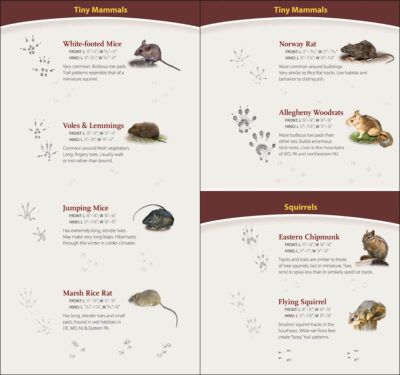 Animal Tracks of the Northeast - Image 4