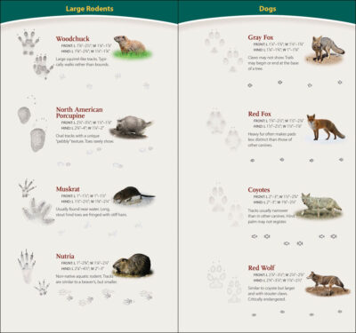 Animal Tracks of the Southeast & Gulf States - Image 2