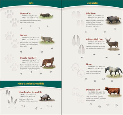 Animal Tracks of the Southeast & Gulf States - Image 3