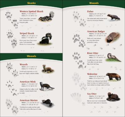 Animal Tracks of the Northwest - Image 2
