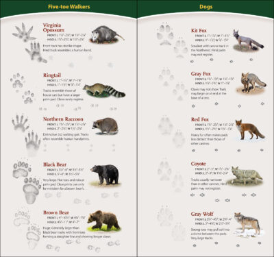 Animal Tracks of the Northwest - Image 3