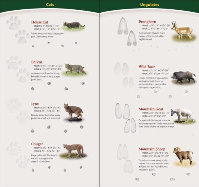 Animal Tracks of the Northwest - Image 4