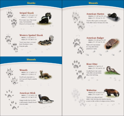 Animal Tracks of the Rocky Mountains - Image 2