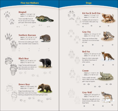 Animal Tracks of the Rocky Mountains - Image 3