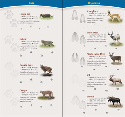 Animal Tracks of the Rocky Mountains - Image 4