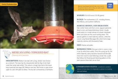 Bat Basics - Image 2