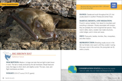 Bat Basics - Image 3