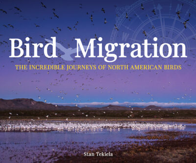 Bird Migration
