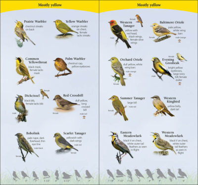 Birds of the Midwest - Image 2
