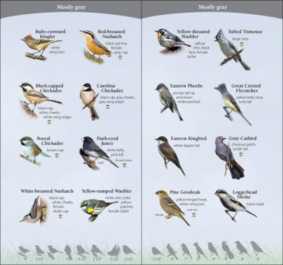 Birds of the Midwest - Image 3