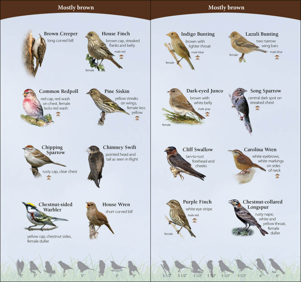 Birds of the Midwest AdventureKEEN Shop