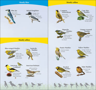 Birds of the Northeast - Image 2