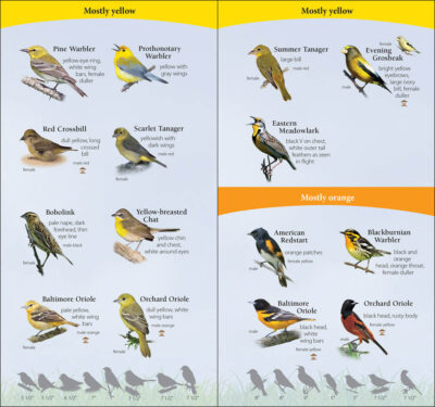 Birds of the Northeast - Image 3
