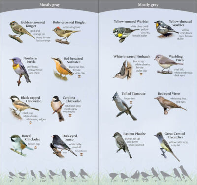 Birds of the Northeast - Image 4