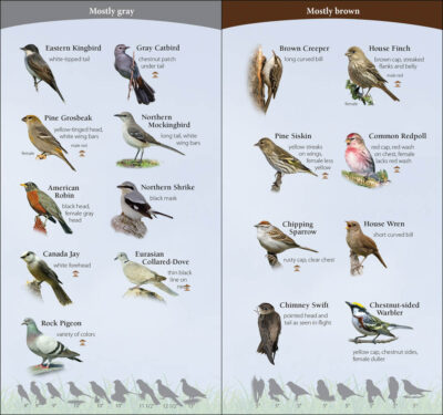 Birds of the Northeast - Image 5
