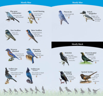 Birds of the Northwest - Image 2