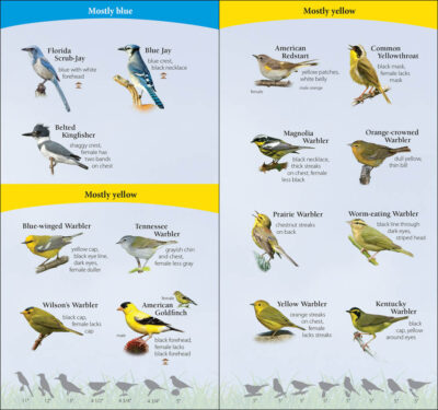 Birds of the Southeast - Image 2