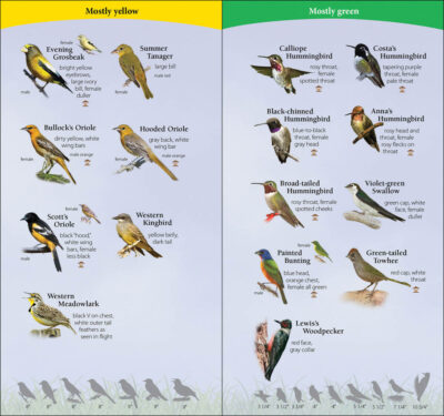 Birds of the Southwest - Image 2