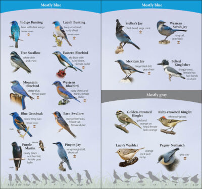 Birds of the Southwest - Image 3