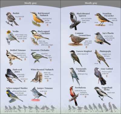 Birds of the Southwest - Image 4