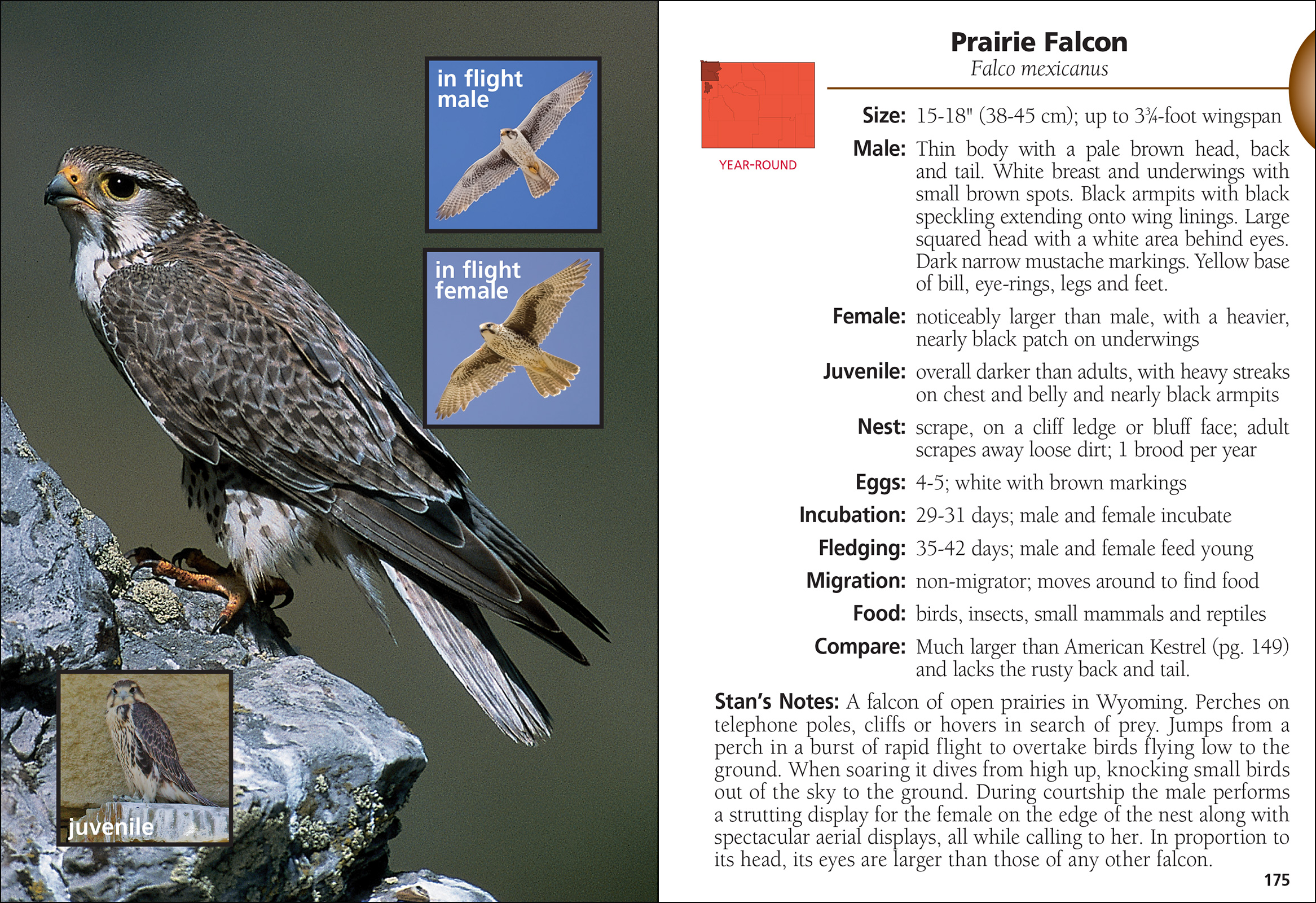 Birds Of Wyoming Field Guide AdventureKEEN Shop Birds Of Wyoming Field Guide AdventureKEEN Shop