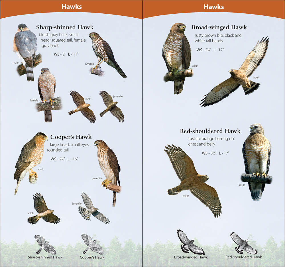 Birds of Prey in Michigan – Facts, List, Pictures