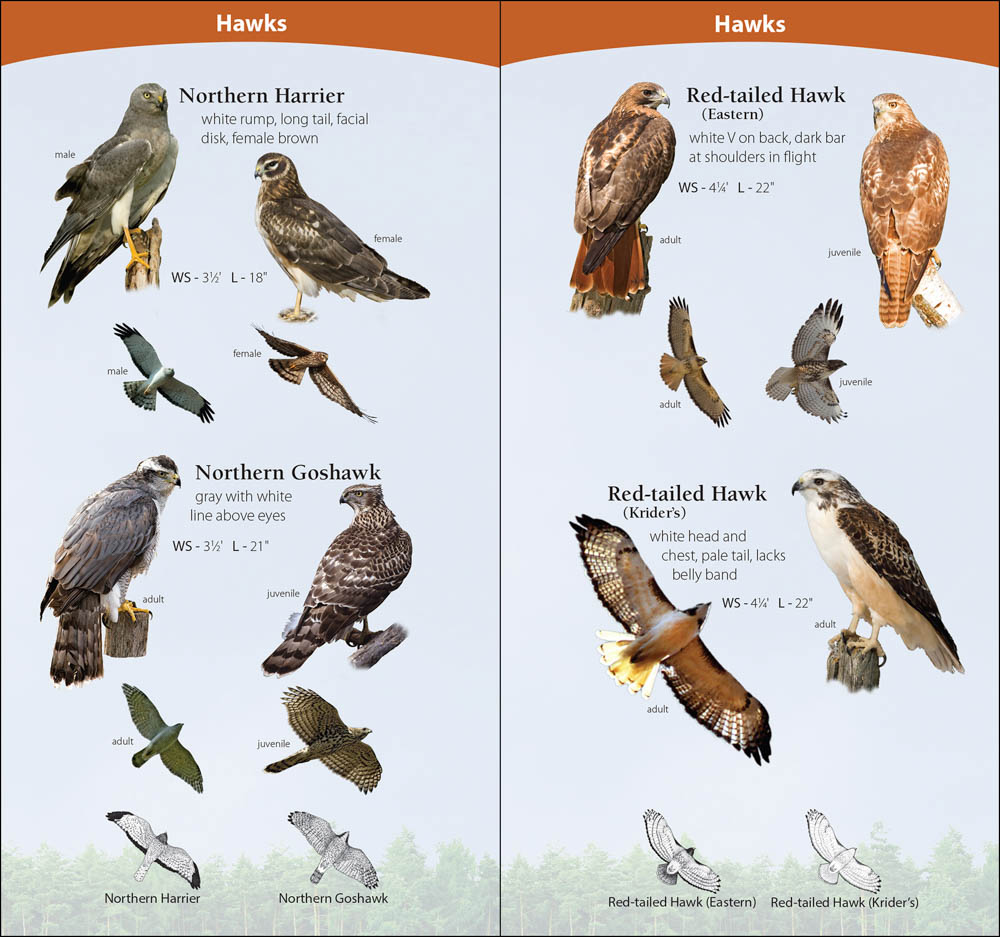 List of bird of prey species recorded at the wetlands.