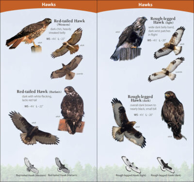 Birds of Prey of the Midwest - Image 4