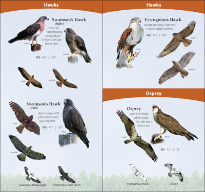 Birds of Prey of the Midwest - Image 5