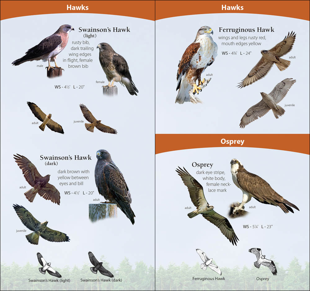 How to identify birds of prey