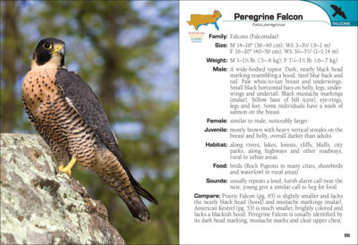 Birds of Prey of the South Field Guide - Image 2